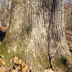 Quercus alba