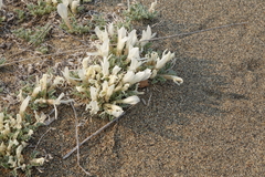 Astragalus teskhemicus
