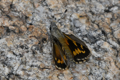 Agathymus polingi