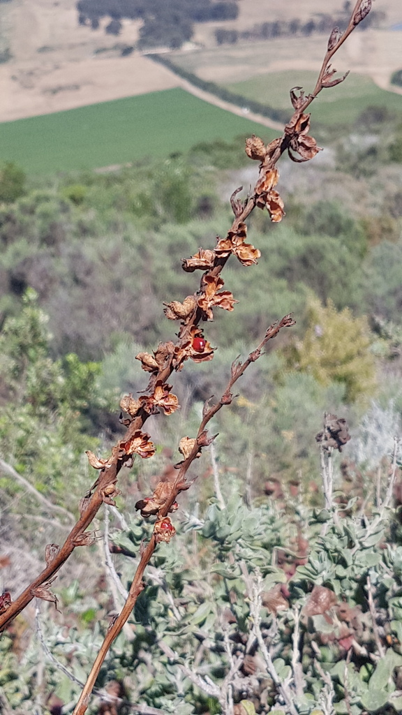 Chasmanthe floribunda, Tygerberg Hills, Cape Town, South Africa, by petrabroddle