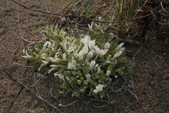 Astragalus teskhemicus