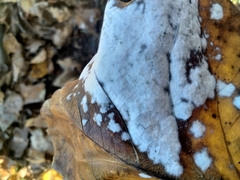 Erysiphe liriodendri