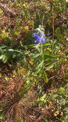 Salvia azurea