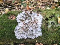 Peltigera rufescens