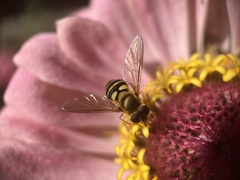 Syrphus rectus