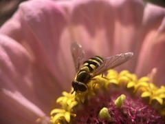 Syrphus rectus