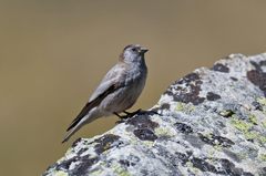 Leucosticte brandti