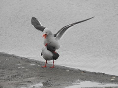 Leucophaeus scoresbii