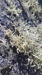 Ramalina celastri