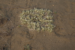 Astragalus teskhemicus