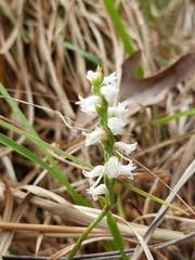 Spiranthes cernua