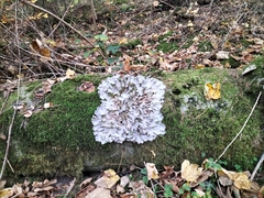 Peltigera rufescens