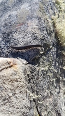 Ommatoiulus moreleti