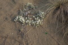 Astragalus teskhemicus