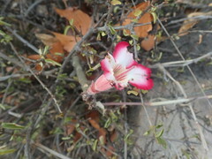Adenium multiflorum