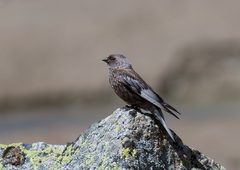 Leucosticte arctoa
