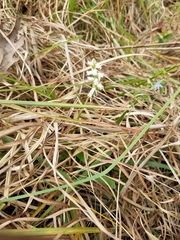 Spiranthes cernua