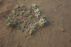 Astragalus teskhemicus