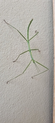 Phalces brevis