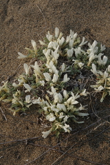 Astragalus teskhemicus
