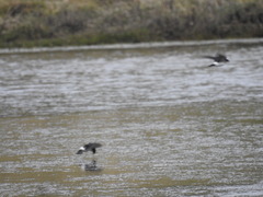 Tachycineta leucopyga