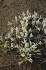 Astragalus teskhemicus