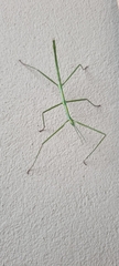 Phalces brevis