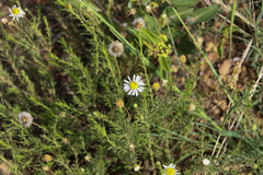 Felicia muricata