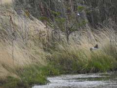 Tachycineta leucopyga