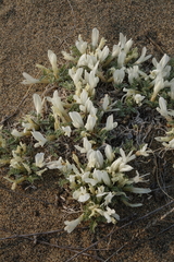 Astragalus teskhemicus