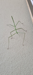 Phalces brevis