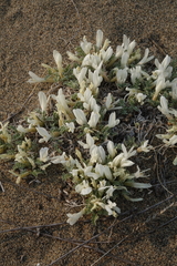 Astragalus teskhemicus