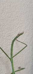 Phalces brevis