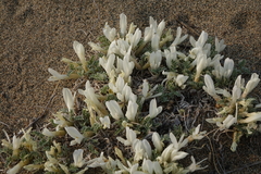 Astragalus teskhemicus