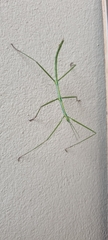 Phalces brevis