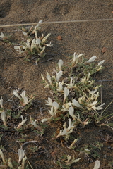 Astragalus teskhemicus