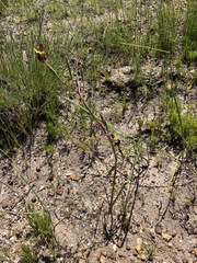 Moraea inconspicua