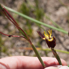 Moraea inconspicua
