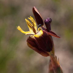 Moraea inconspicua