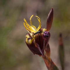 Moraea inconspicua
