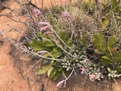 Adromischus umbraticola
