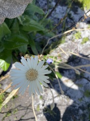 Gerbera tomentosa