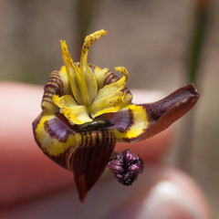 Moraea inconspicua