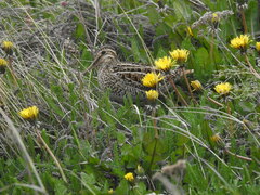 Gallinago magellanica