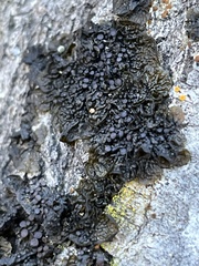 Collema nigrescens