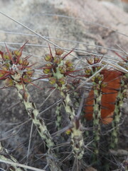Euphorbia aeruginosa