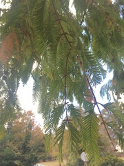 Metasequoia glyptostroboides