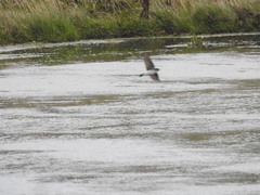 Tachycineta leucopyga