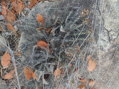 Euphorbia aeruginosa