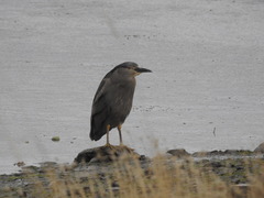 Nycticorax nycticorax